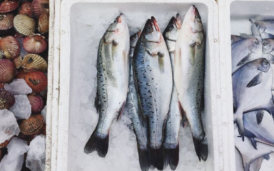 Bagaimana Cara Mengirim Ikan Segar ke Luar Kota dan Luar Negeri?