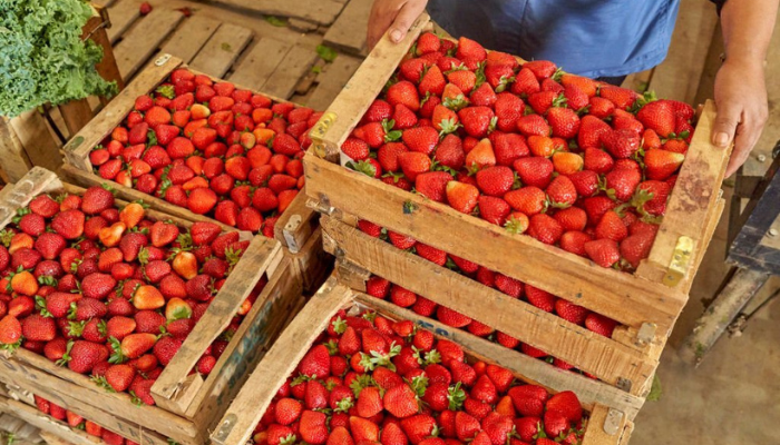 masalah pengiriman produk segar