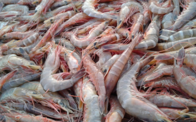 Peluang Ekspor Udang ke Amerika dan Cara Pengirimannya yang Benar