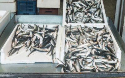 Cara Ekspor Ikan Segar yang Aman dengan Refrigerated Container