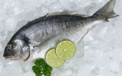 Cara Kirim Ikan Antar Pulau yang Aman dengan Refrigerated Container