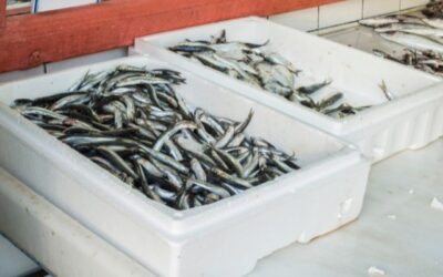 Container Pengiriman Ikan: Solusi Terbaik Mempertahankan Kualitas Ikan