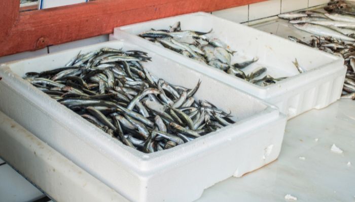 container pengiriman ikan