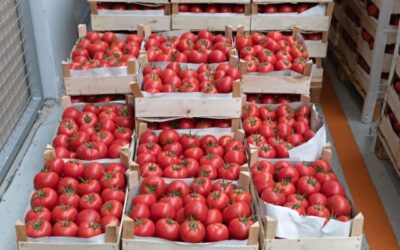 Menjaga Keamanan dan Kualitas Produk dengan Peti Kemas Berpendingin