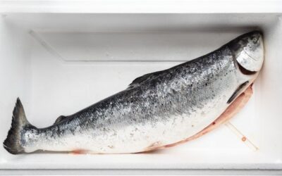 Cara Ekspor Ikan Salmon Dengan Aman Menggunakan Reefer Container