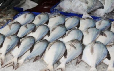 Container Reefer Pilihan Tepat untuk Pengiriman Ikan Segar