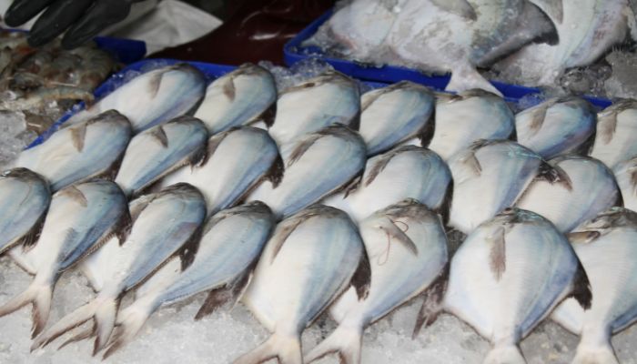 jual container pengiriman ikan