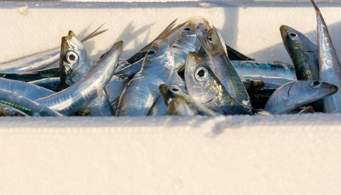 harga container pendingin ikan