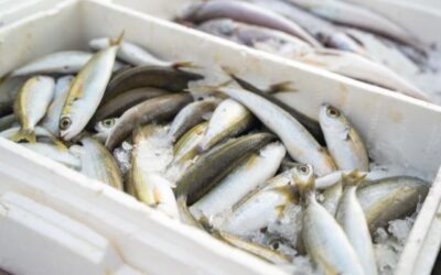 4 Hal yang Perlu Diperiksa Saat Mengirim Makanan Beku dengan Reefer