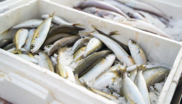 mengirim makanan beku