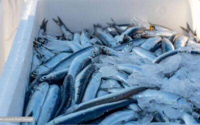 8 Ancaman Pengiriman Produk Dingin ke Luar Negeri