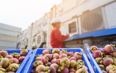 Pentingnya Fungsi Chiller Container dalam Mengatur Suhu Cargo