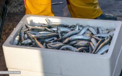 Tips Pengemasan Cargo Dingin yang Benar Agar Kualitas Terjaga