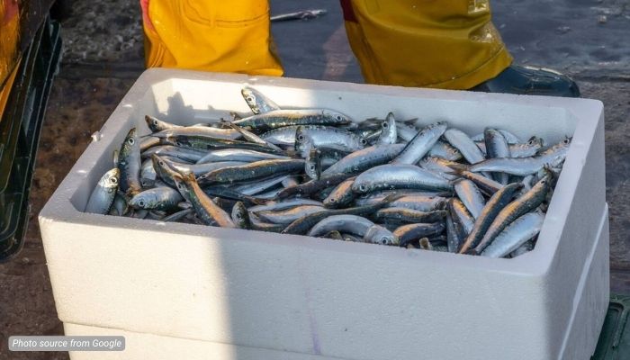 pengemasan cargo dingin