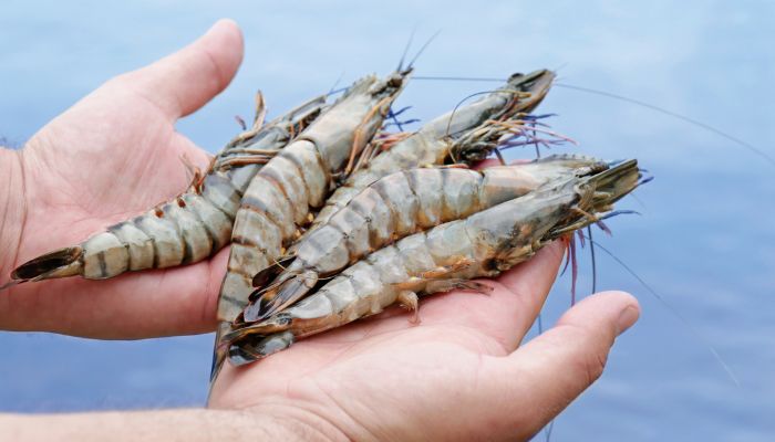 Potensi Ekspor Udang ke Negara-Negara Eropa Semakin Tinggi