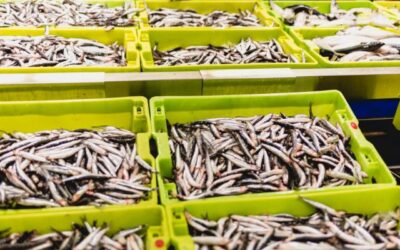 Kemudahan Mengirim Makanan Dengan Container Berpendingin