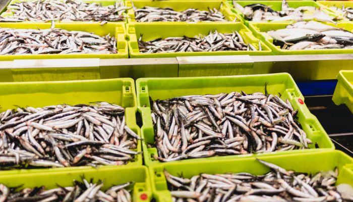 Kemudahan Mengirim Makanan Dengan Container Berpendingin