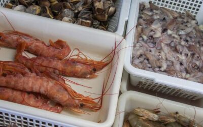 Pentingnya Pra-Pendinginan Reefer Cargo Sebelum Masuk ke dalam Container