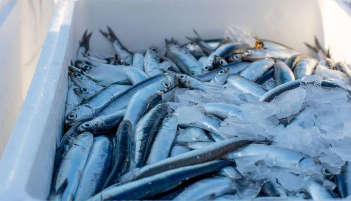 Bagaimana Cara Reefer Container Menjaga Suhu Ideal Tetap Stabil?