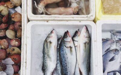 Cara Ekspor Seafood yang Aman untuk Menjaga Kualitas Produk Dingin   